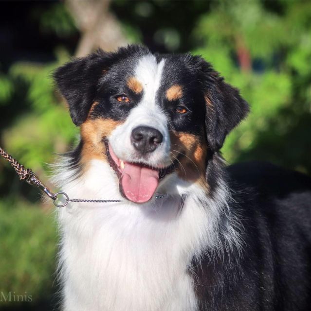 Мать собаки Casita’s Master of the Universe by Bauer: CASITA'S SWEET SERENDIPITY FROM RAINDANCER, Мини-американская овчарка — питомник by Bauer