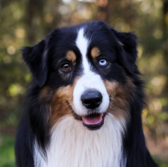 Отец собаки Fawn C Paris de Bauer: TRAILS ENDS BLUE ASH @ FAWN C, Мини-американская овчарка — питомник by Bauer