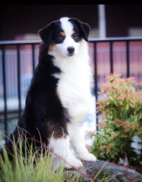 Отец собаки Casita’s Master of the Universe by Bauer: TRAILS END'S HOW YOU DOIN’ AT CASITA, Мини-американская овчарка — питомник by Bauer