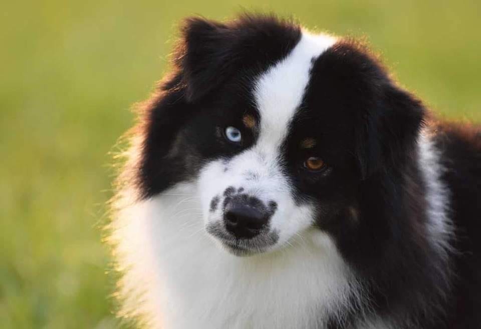 Отец собаки Wise by Bauer ~ ВАЙС: MOONBABY’S BLUE ON BLACK, Мини-американская овчарка — питомник by Bauer