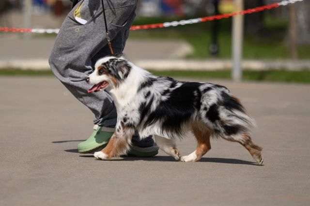 Папа щенка Lincoln by Bauer ~ МАКС — Peaceful Acres Remember my Name Oso de Miel, питомник by Bauer