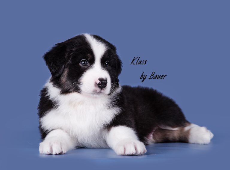 Klass by Bauer ~