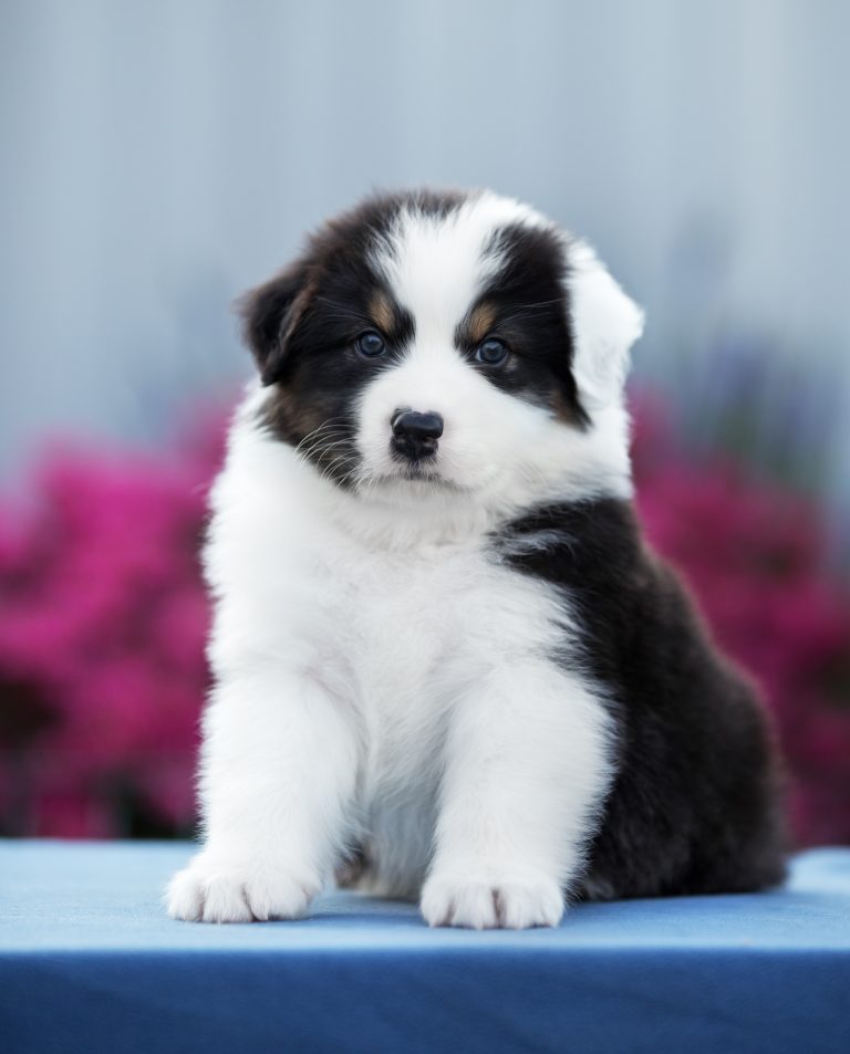 Effect by Bauer ~ НБТ