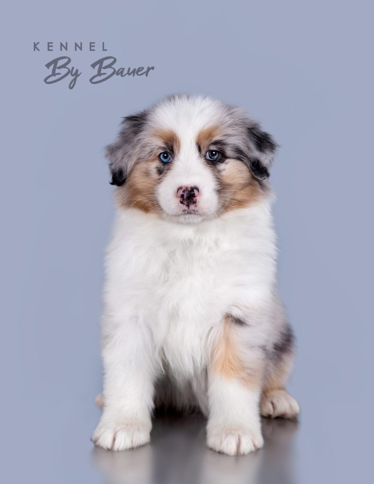 Bosio Gavi by Bauer (КФ) ~ БЕЛЛА