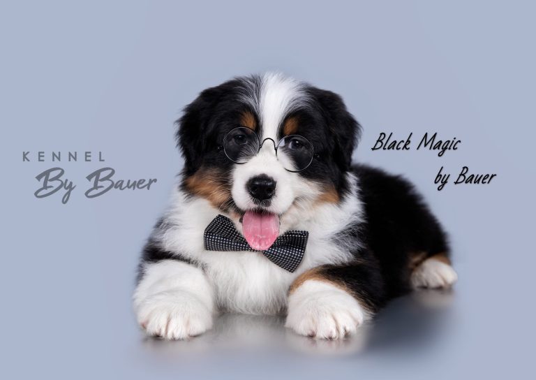 Black Magic by Bauer (КФ) ~