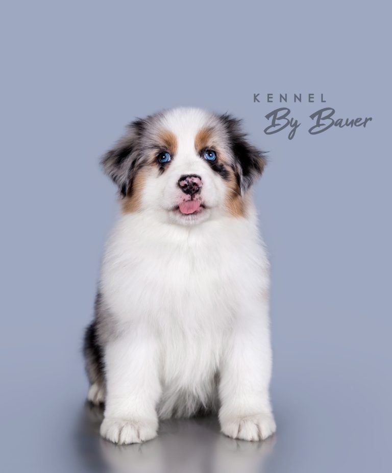 Bellini Refil by Bauer (КФ) ~