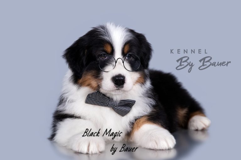 Black Magic by Bauer (КФ) ~
