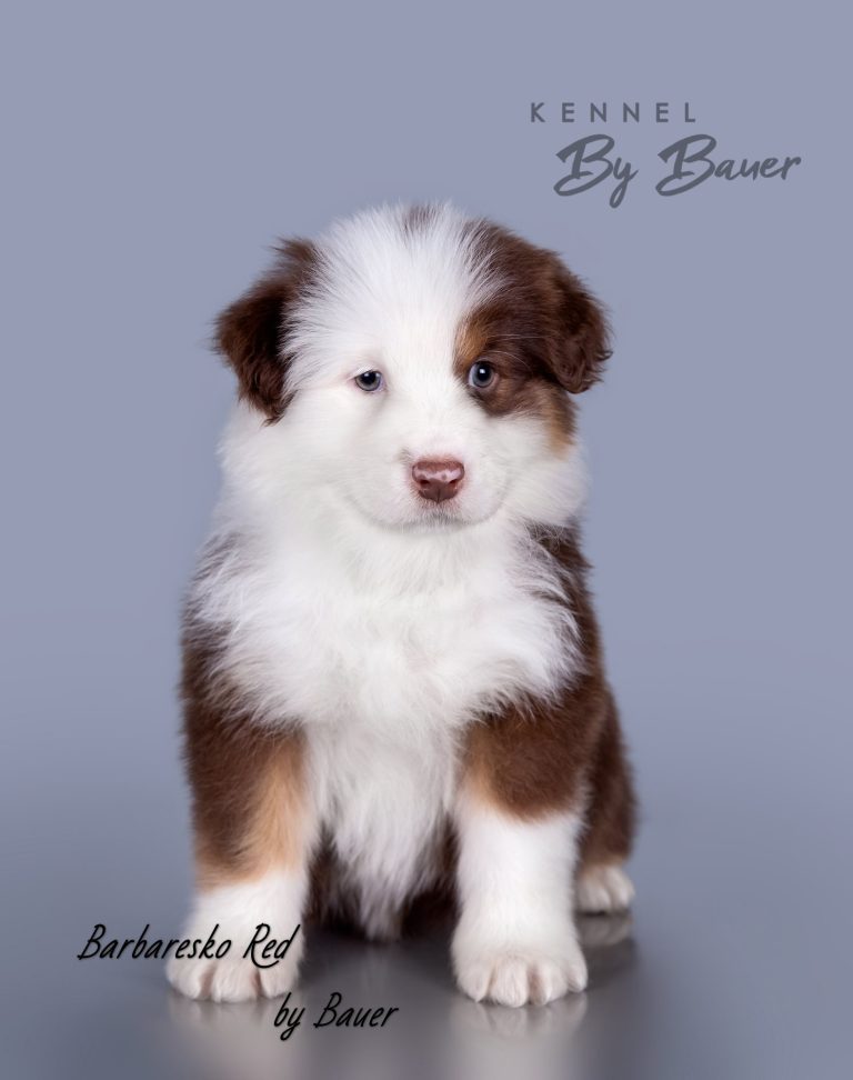 Barbaresko Red by Bauer ~
