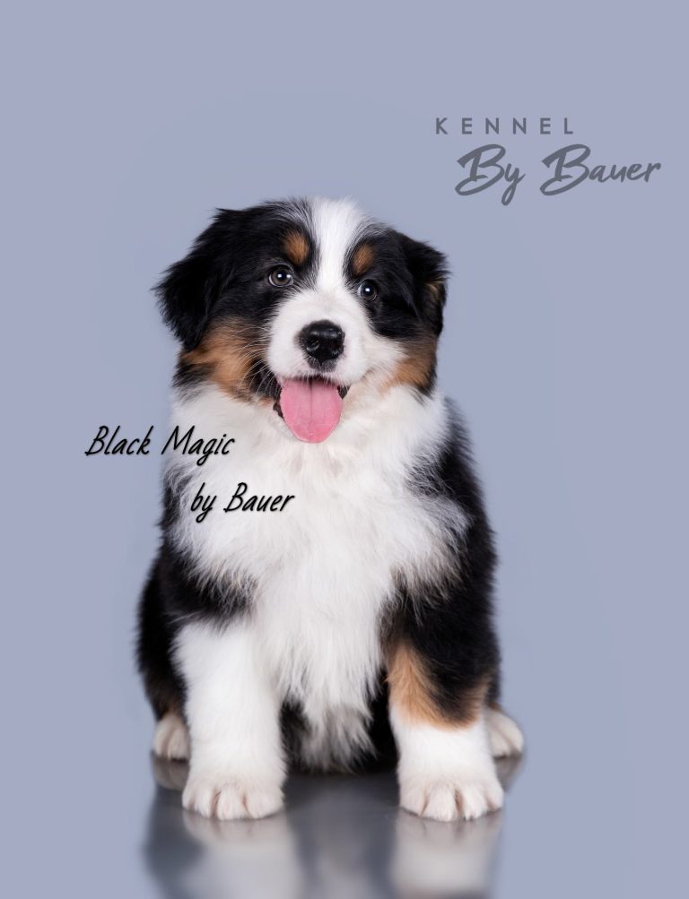 Black Magic by Bauer (КФ) ~