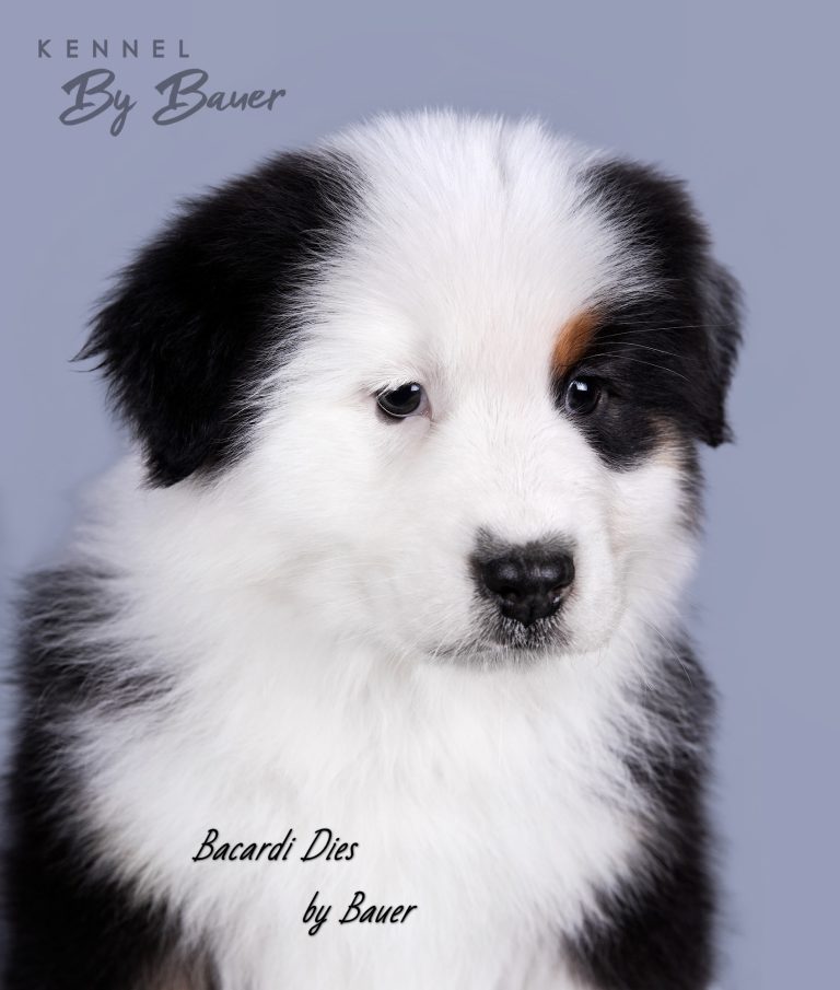 Bacardi Dies by Bauer (КФ) ~