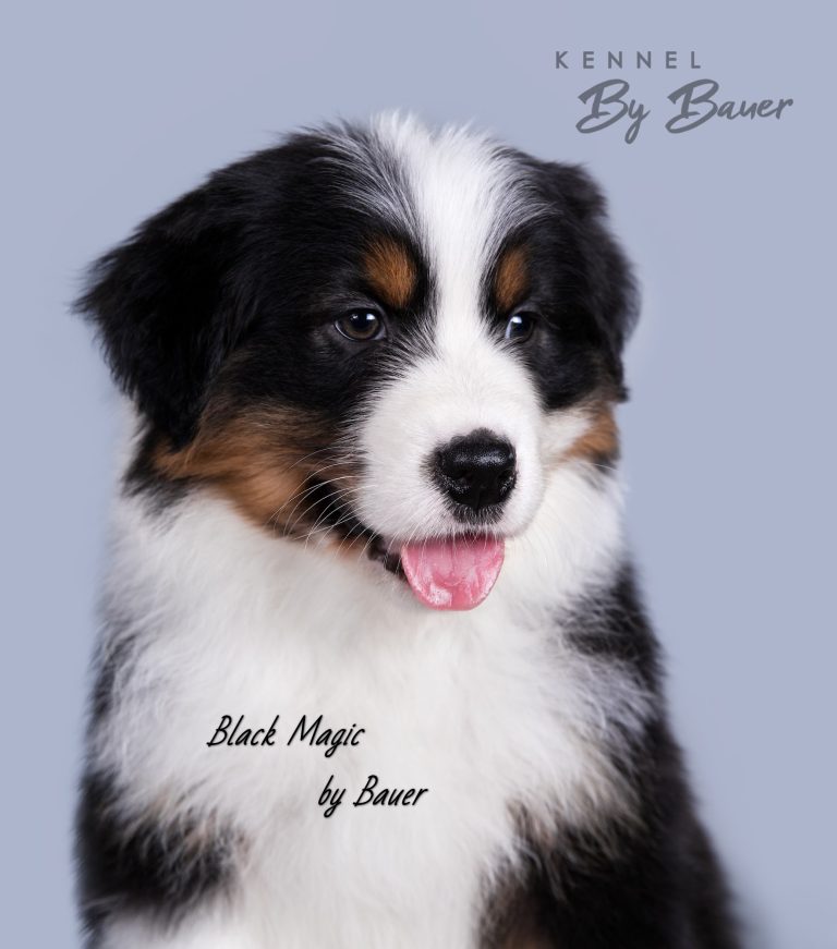 Black Magic by Bauer (КФ) ~