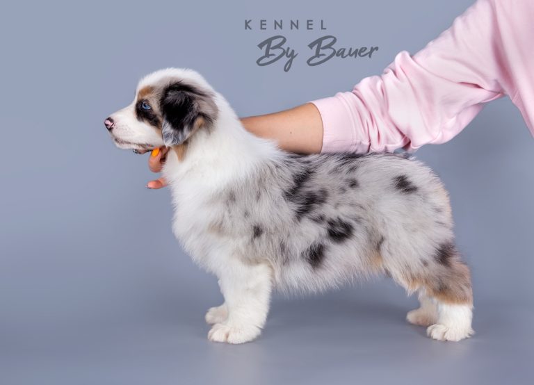 Bellini Refil by Bauer (КФ) ~