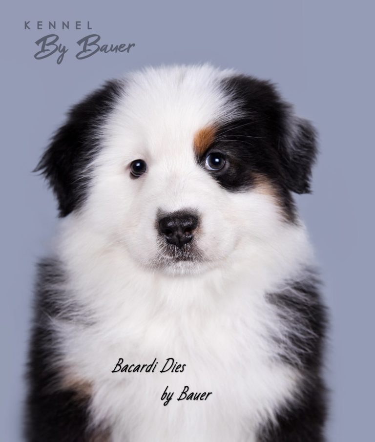 Bacardi Dies by Bauer (КФ) ~
