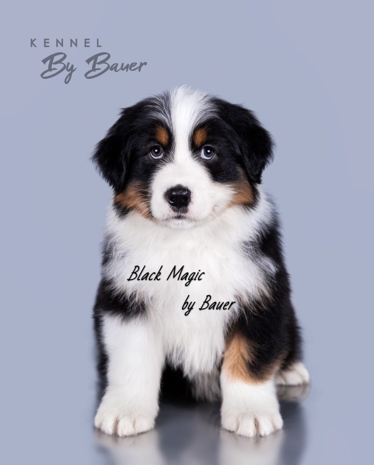 Black Magic by Bauer (КФ) ~