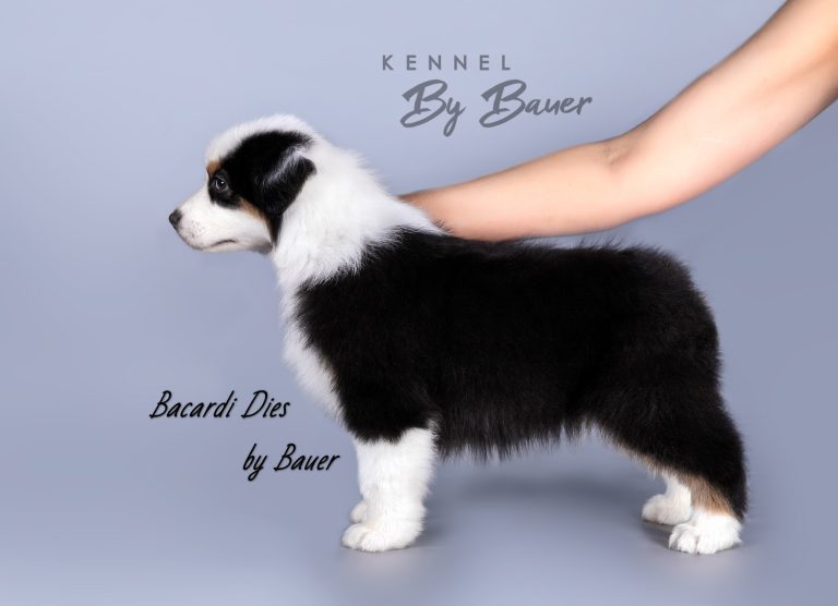 Bacardi Dies by Bauer (КФ) ~