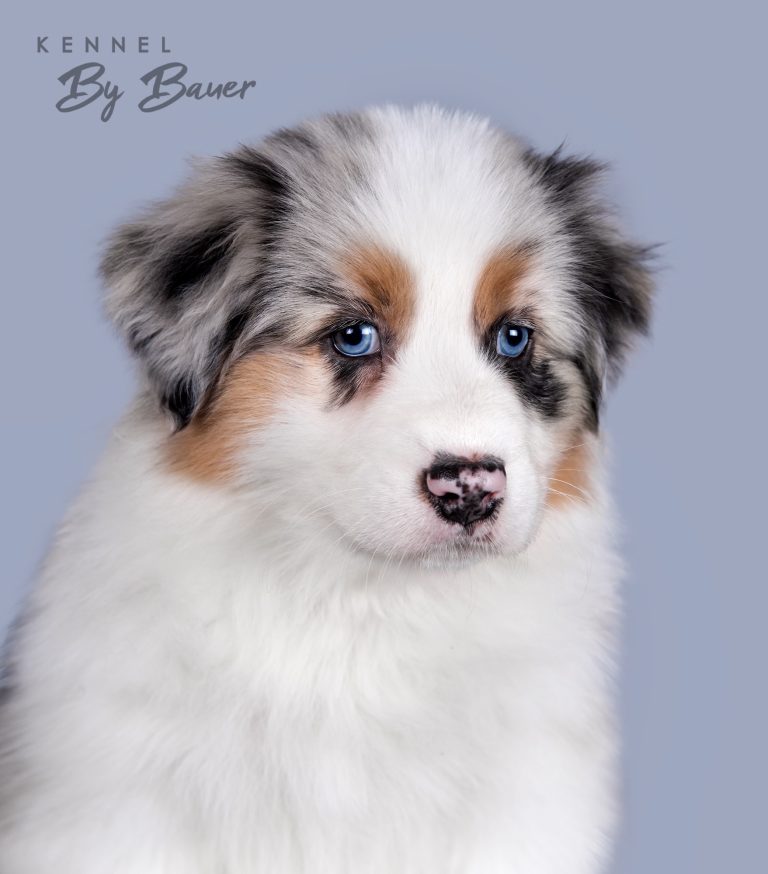 Bellini Refil by Bauer (КФ) ~