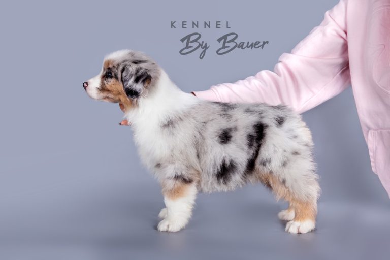 Bosio Gavi by Bauer (КФ) ~ БЕЛЛА