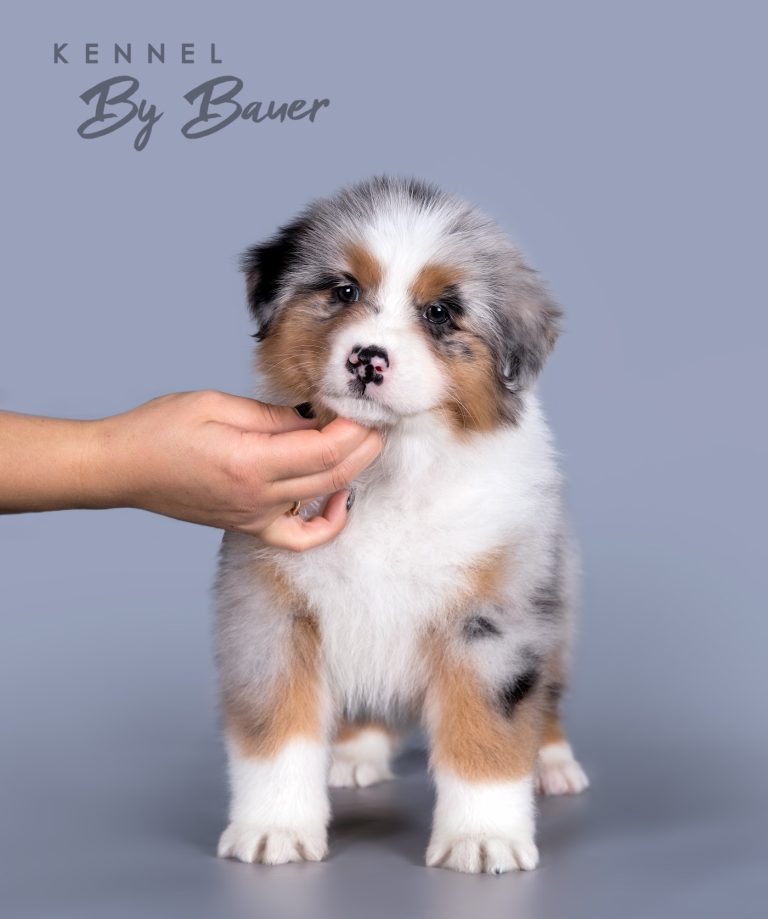 Blue Curacao by Bauer (КФ) ~ БЬЮТА
