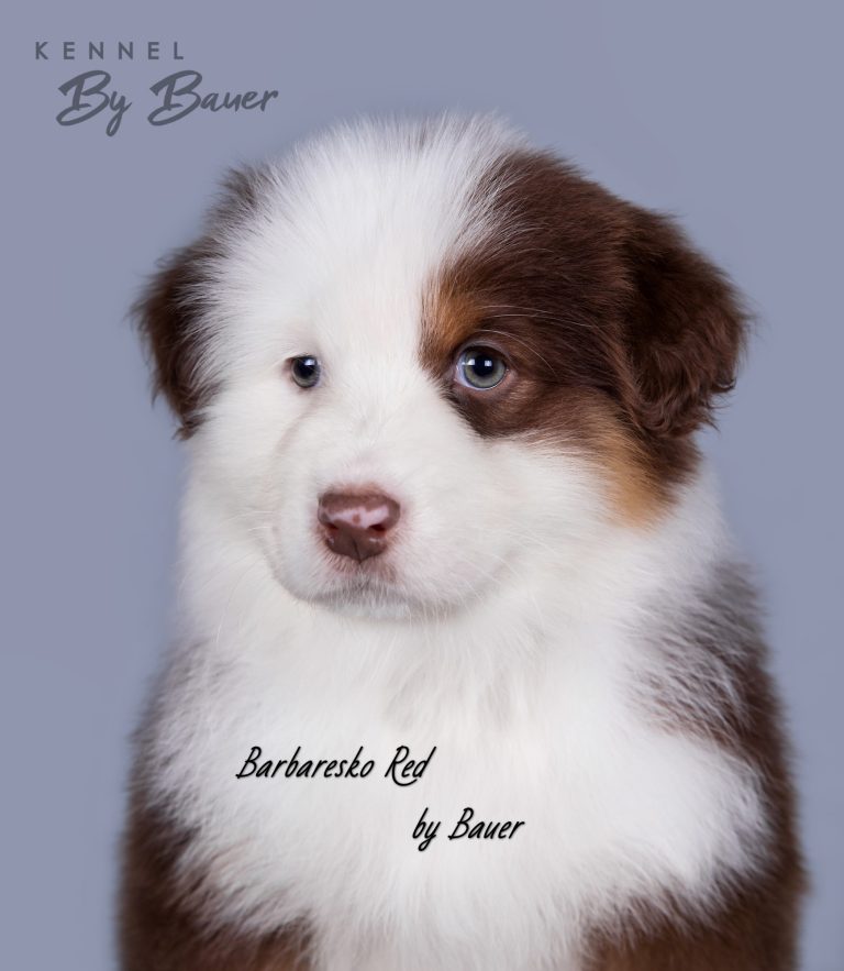 Barbaresko Red by Bauer ~