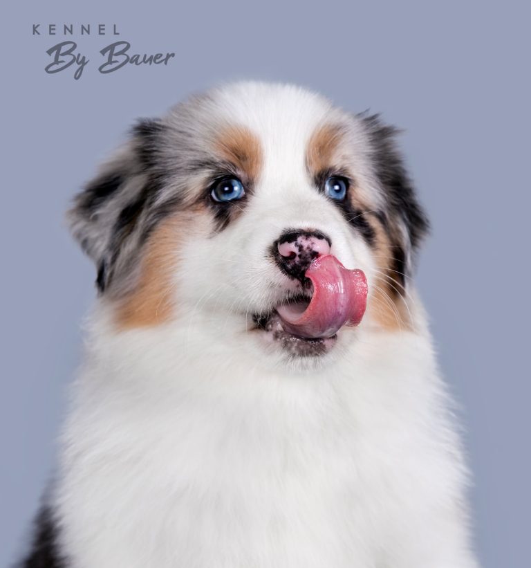 Bellini Refil by Bauer (КФ) ~