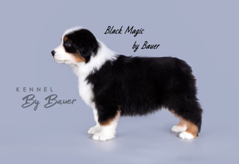 Black Magic by Bauer (КФ) ~