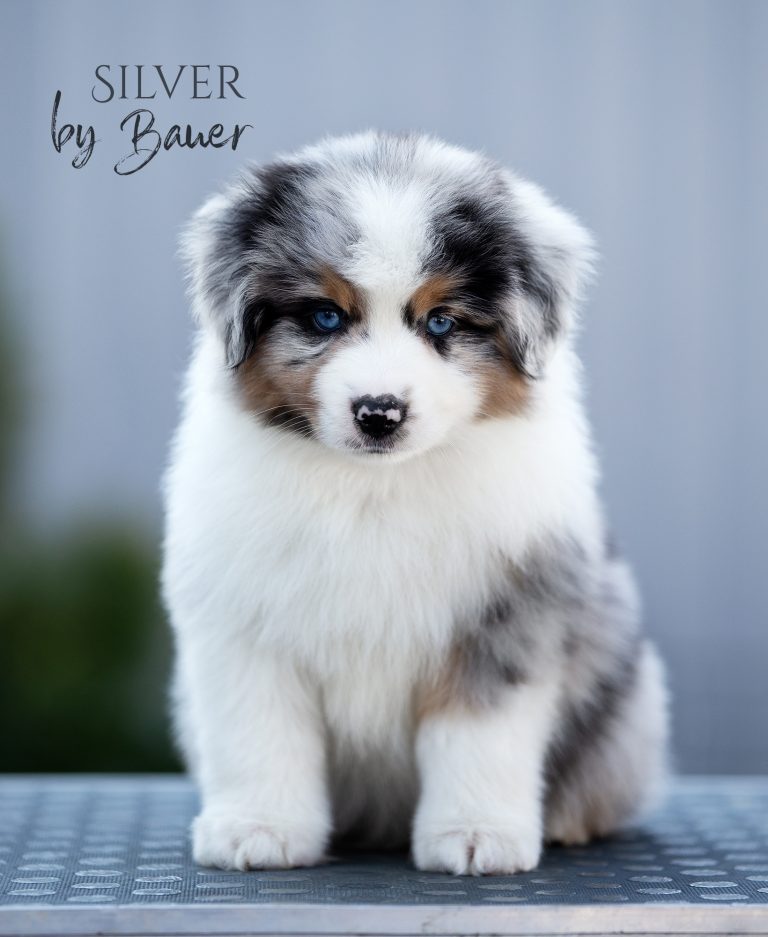 Silver by Bauer ~