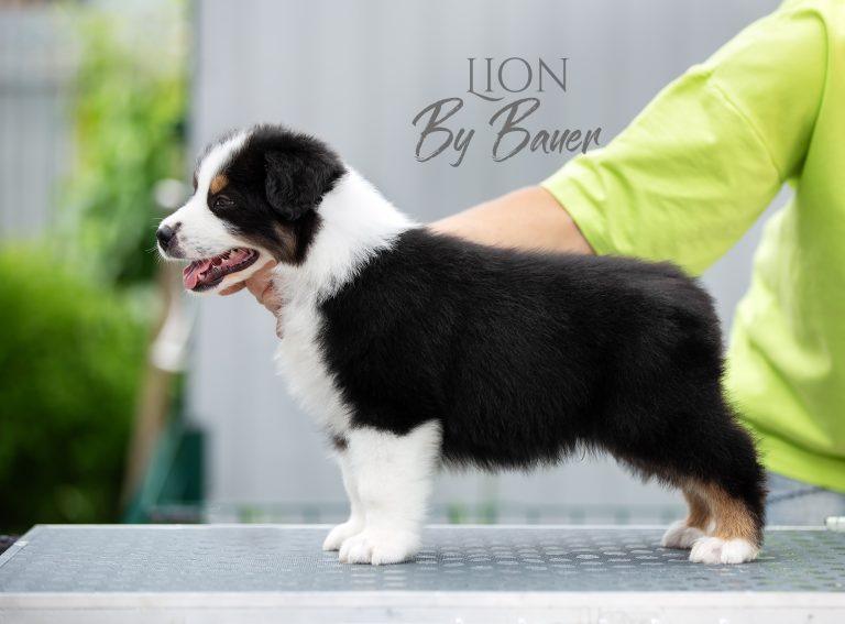 Lion by Bauer ~ БЭТМЕН