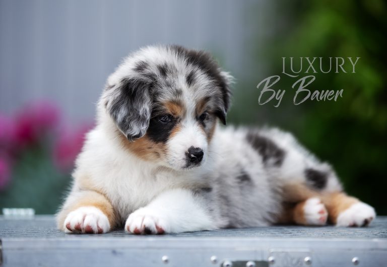 Luxury by Bauer ~ ШЕРИ (НБТ)