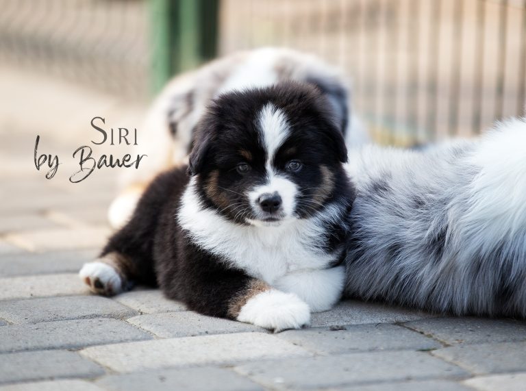 Siri by Bauer ~