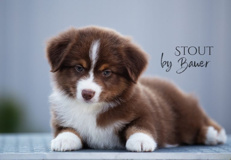 Stout by Bauer ~