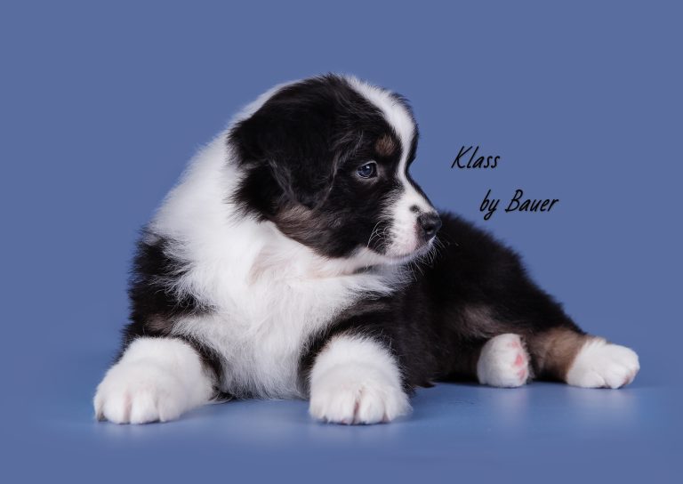 Klass by Bauer ~