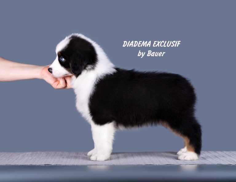 Diadema Exclusif by Bauer