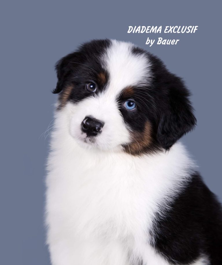 Diadema Exclusif by Bauer