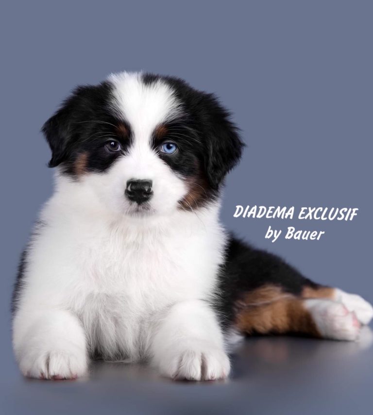 Diadema Exclusif by Bauer