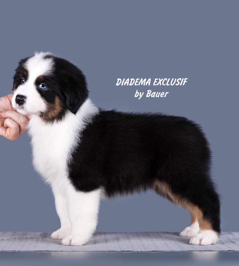 Diadema Exclusif by Bauer
