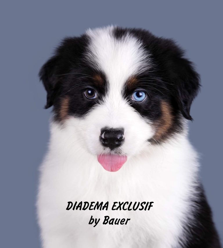 Diadema Exclusif by Bauer