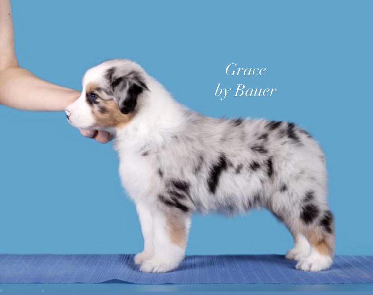 Grace by Bauer ~