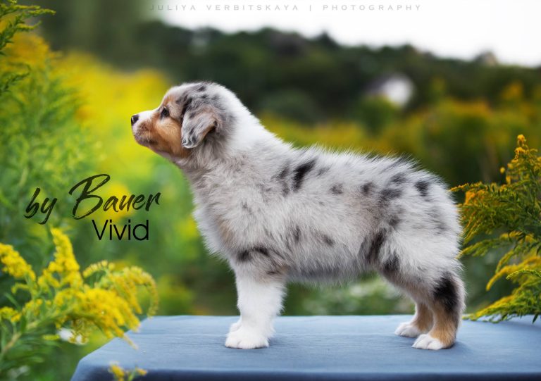 Vivid by Bauer ~ ПЕРС