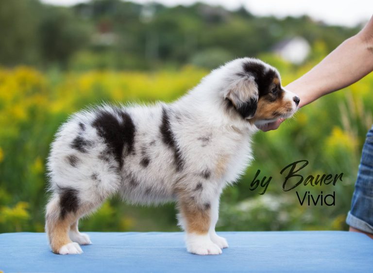 Vivid by Bauer ~ ПЕРС