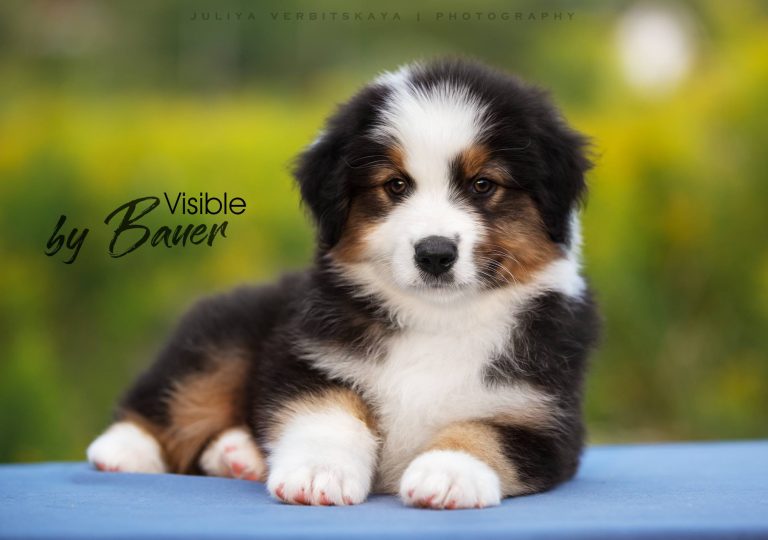Visible by Bauer ~ МАРС