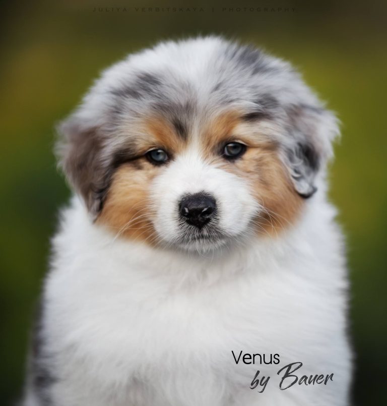Venus by Bauer ~ ЕВА (Израиль)