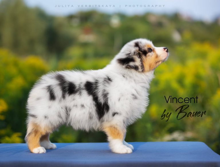 Vincent by Bauer ~ МАРТИ