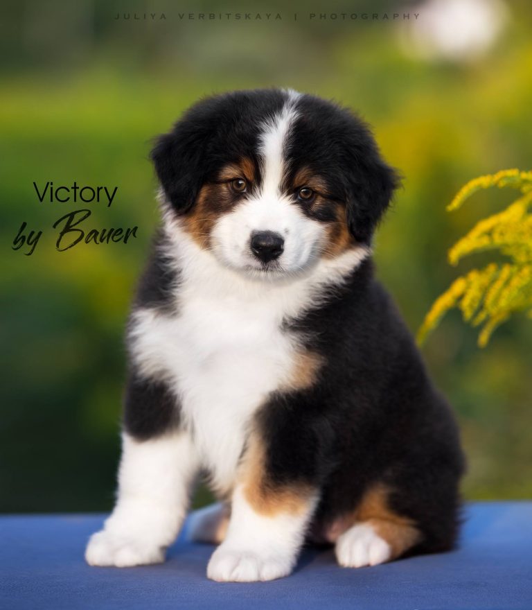 Victory by Bauer ~ МАРСИ