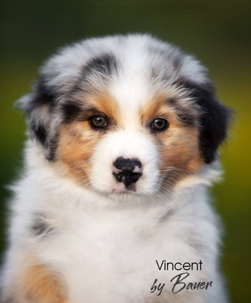Щенок Vincent by Bauer ~ МАРТИ, Австралийская овчарка, окрас голубой мрамор