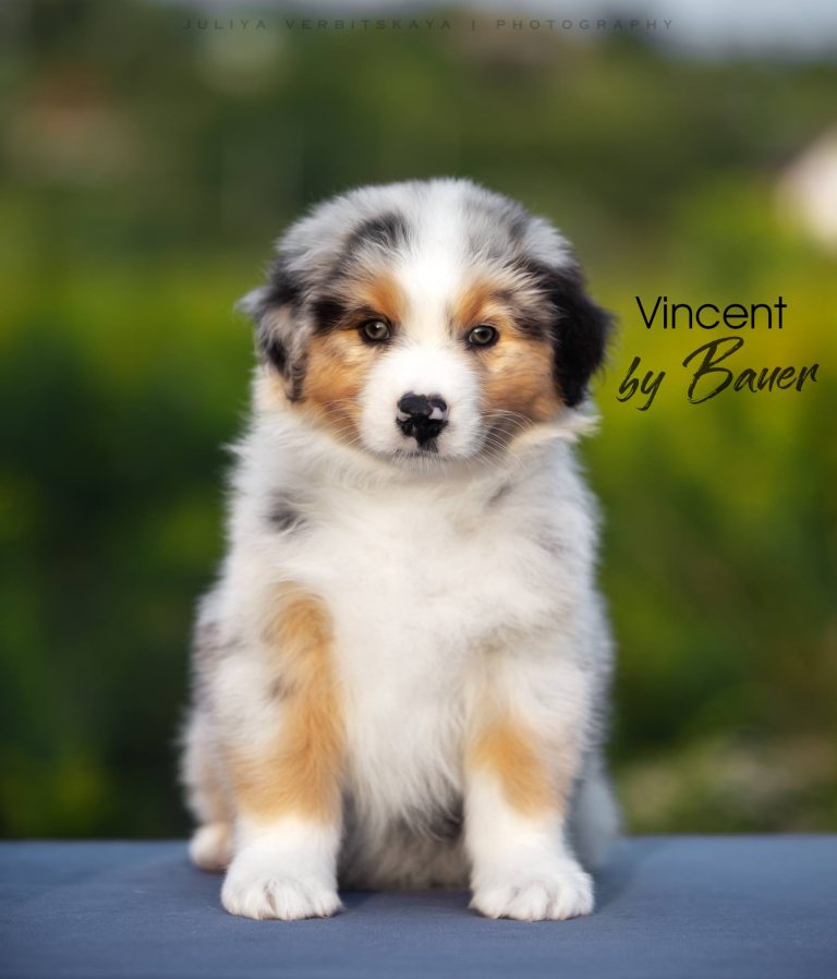 Vincent by Bauer ~ МАРТИ