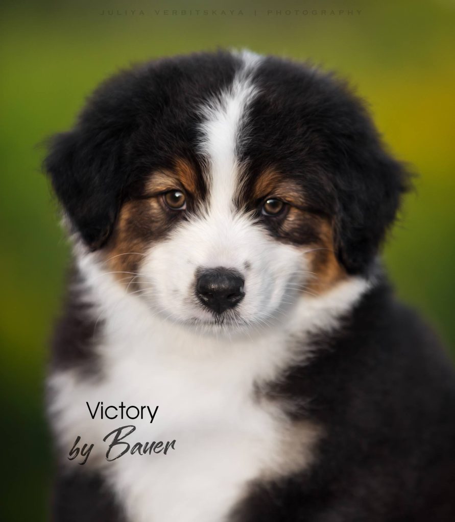 Щенок Victory by Bauer ~ МАРСИ, Австралийская овчарка, окрас черный триколор
