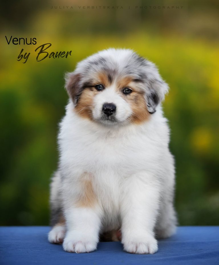 Venus by Bauer ~ ЕВА (Израиль)