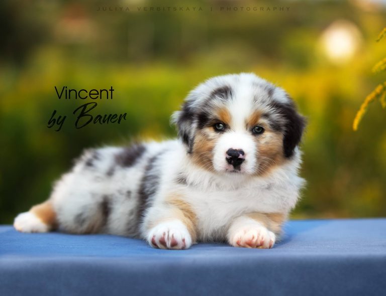 Vincent by Bauer ~ МАРТИ