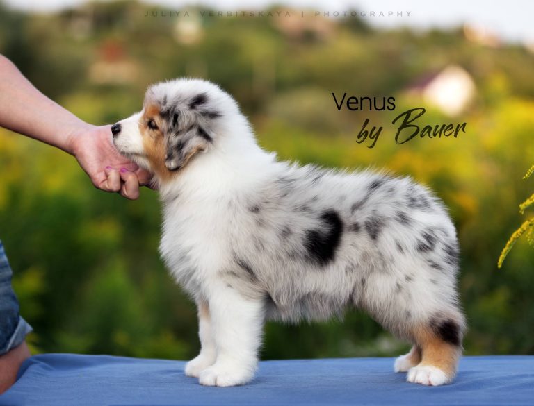 Venus by Bauer ~ ЕВА (Израиль)