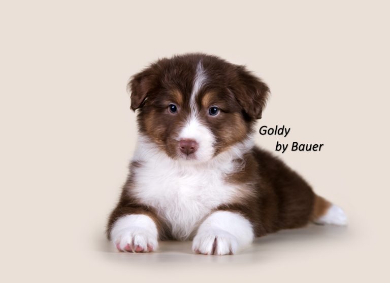 Goldy by Bauer ~ ШЕРИ
